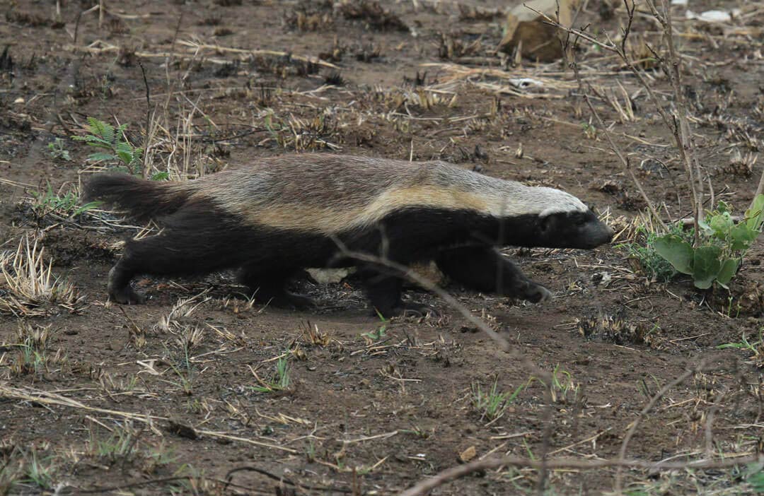 Zimbabwean Hunting Safaris And The Fearless Honey Badger
