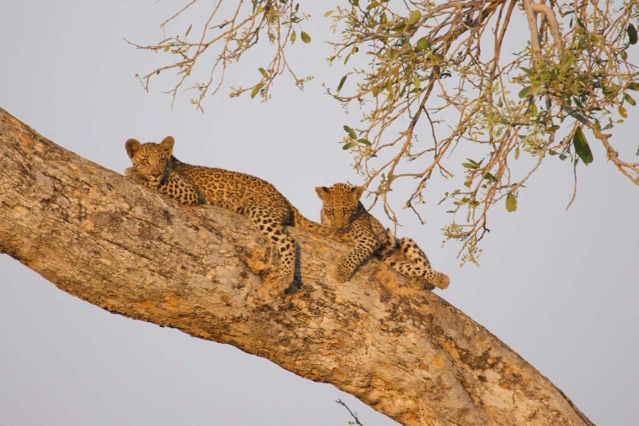 In Pursuit Of Prey: Top Destinations For African Hunts