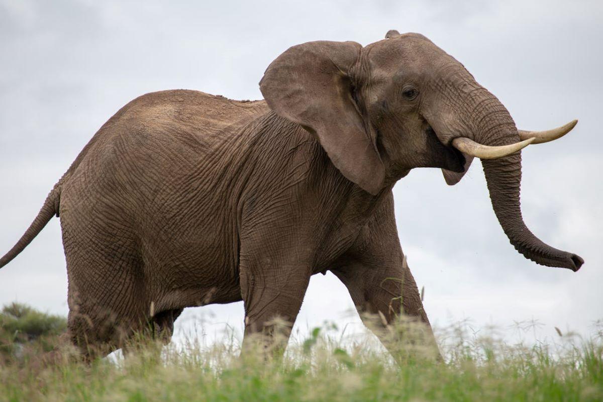 Tusks & Tourism: Conservation & Elephant Hunting In Botswana