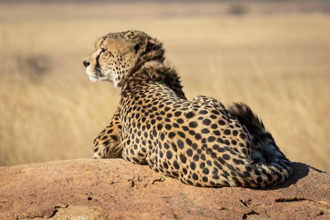 Chasing Spots: Cheetah Hunting In Namibia