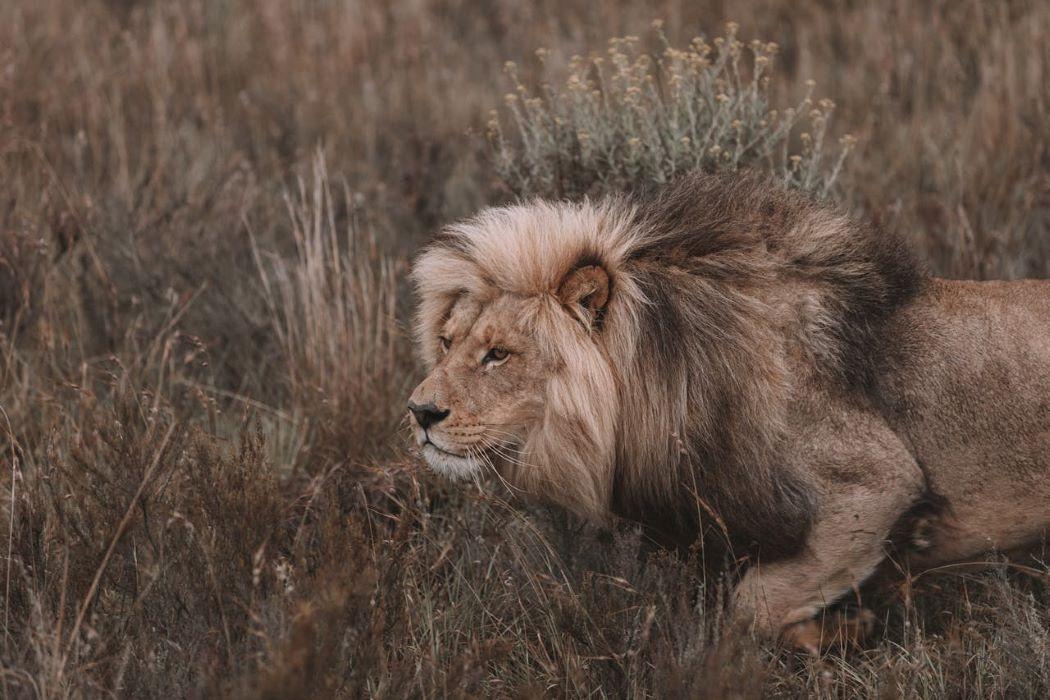 Lion Hunts In Africa: A Thrilling Safari Chase