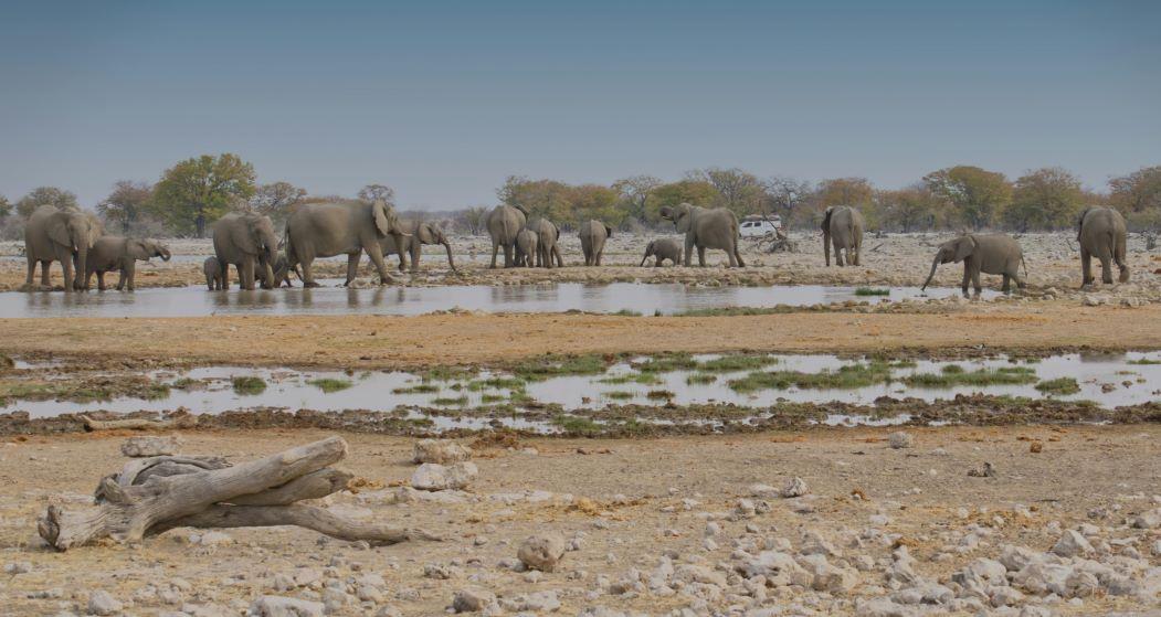 Elephant Hunting In Namibia, The “Tuskless Giant”