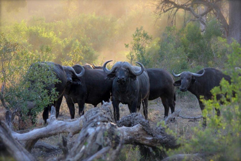 Buffalo Hunting In Zambia