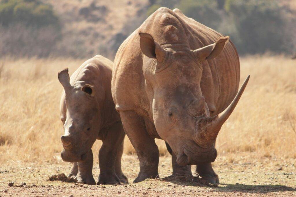 Rhino Hunting, An African Privilege