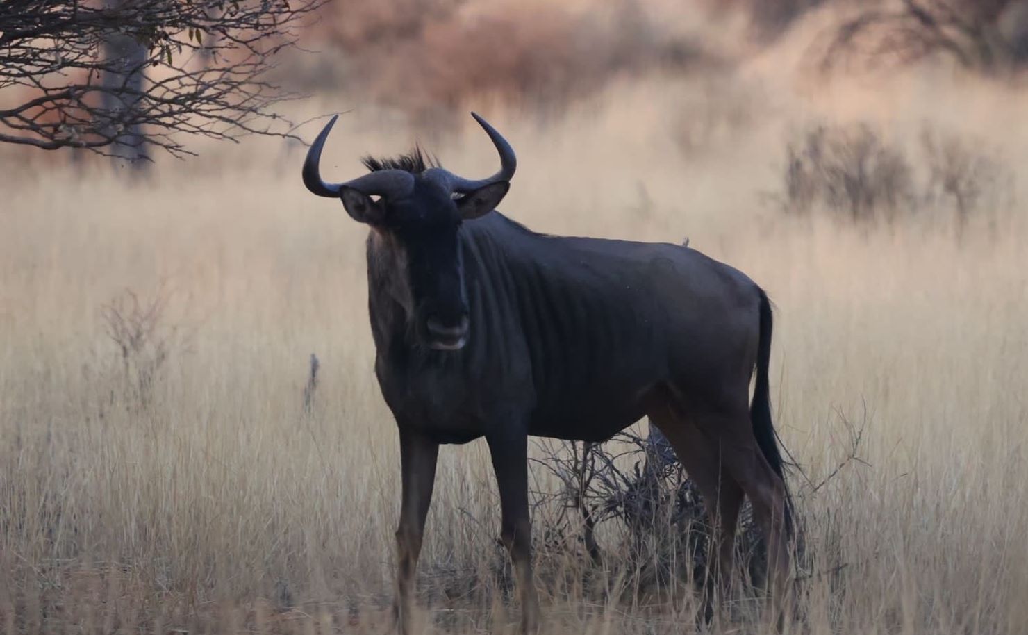 Wildebeest Hunting: Facts, Stats And Good Times