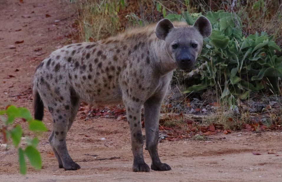 The Hyena Hunting Handbook