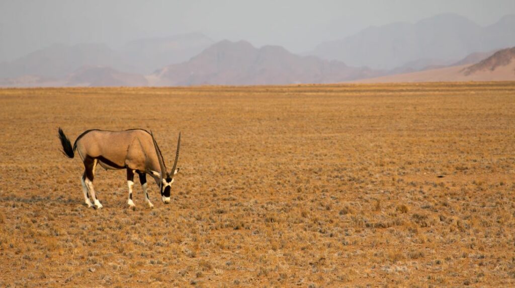 Namibia Trophy Hunting, Big Five, Antelope And Specialty Game