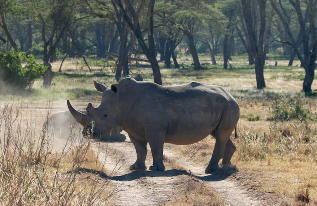 Big 5 African Game Animals – Who’s Who In The African Jungle