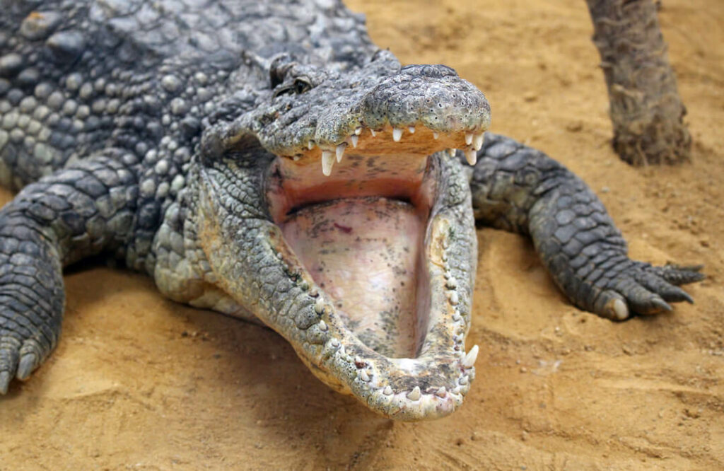 Is It Safe To Go Crocodile Hunting In Mozambique?