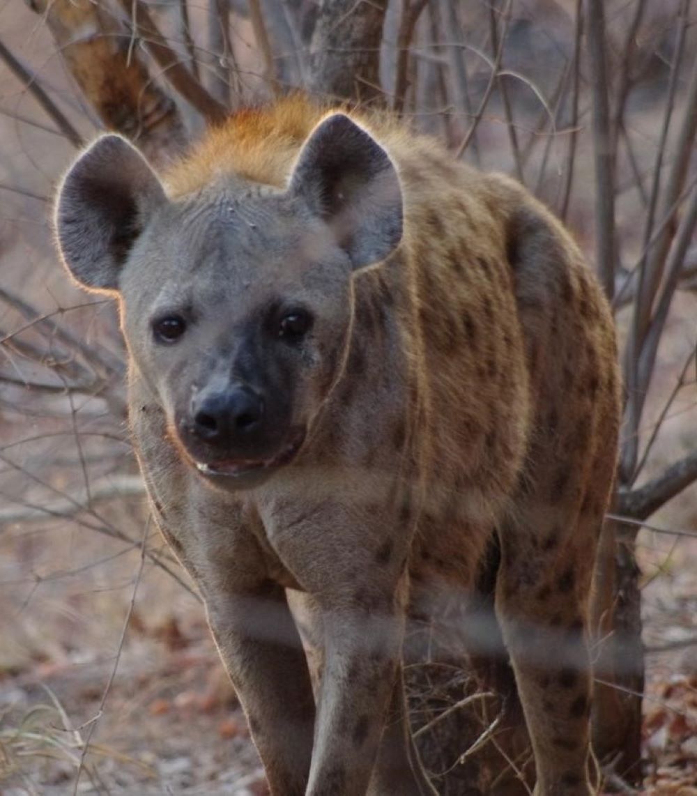 Hyena Hunting And Other Nighttime Critters