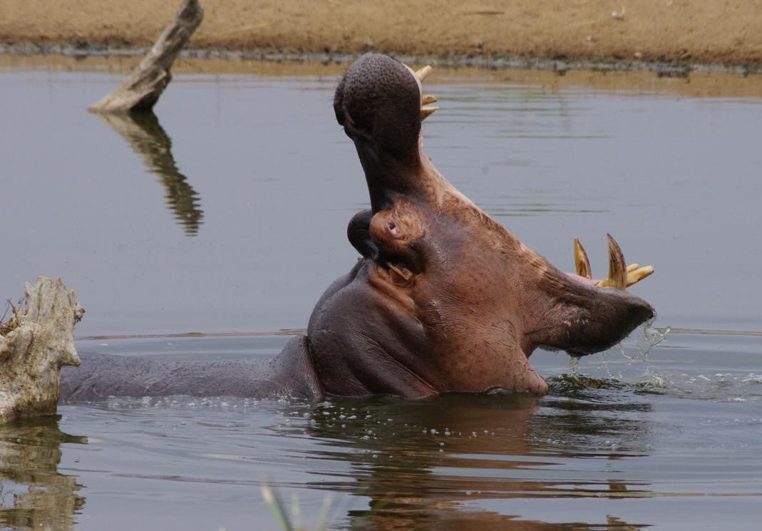 Hippo Hunting in Namibia: Prepping for a Safari Hunt