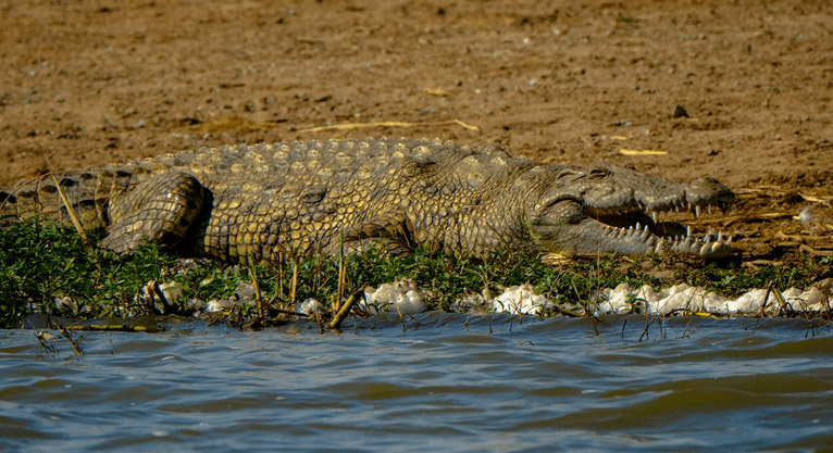 Nile Crocodile Hunting In Mozambique: A Hunter’s Tale