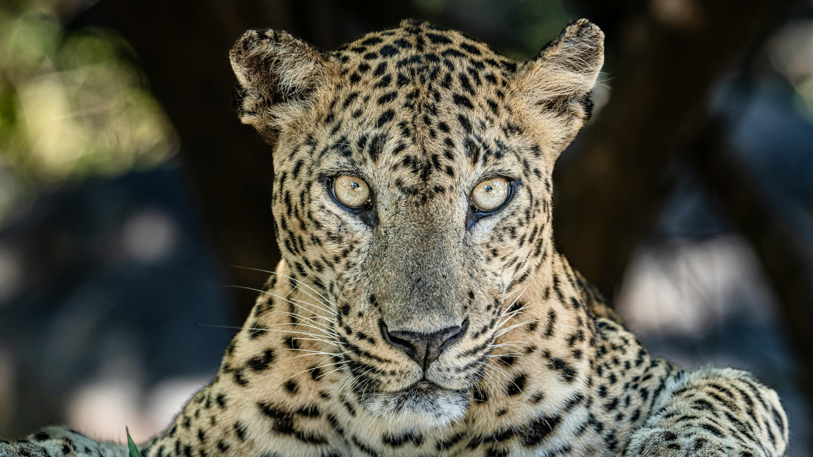 African Leopard Hunt: U.S. Hunter’s Complete Guide