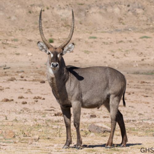 Guidelines and Rules to Follow for Waterbuck Hunts