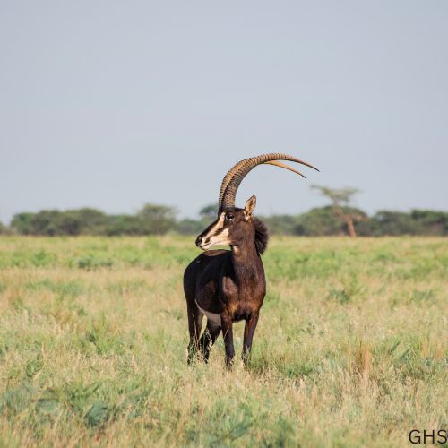 Guidelines and Rules to Follow for Sable Hunts