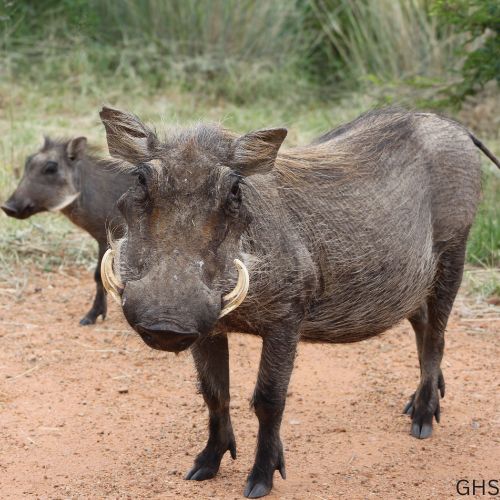Guidelines and Rules to Follow for Warthog Hunts