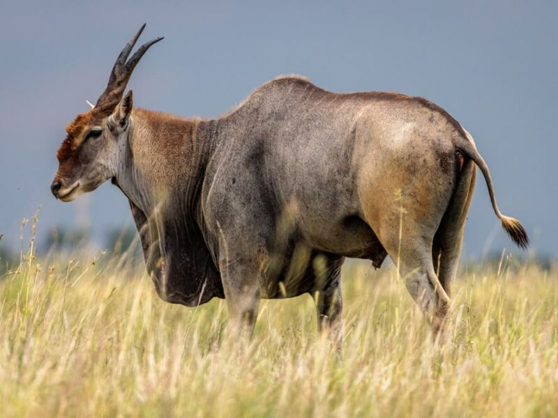 Hunting Eland in Africa