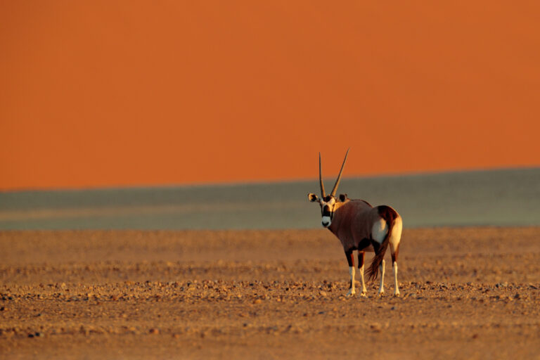 Hunting Gemsbok Oryx Antelope in Africa