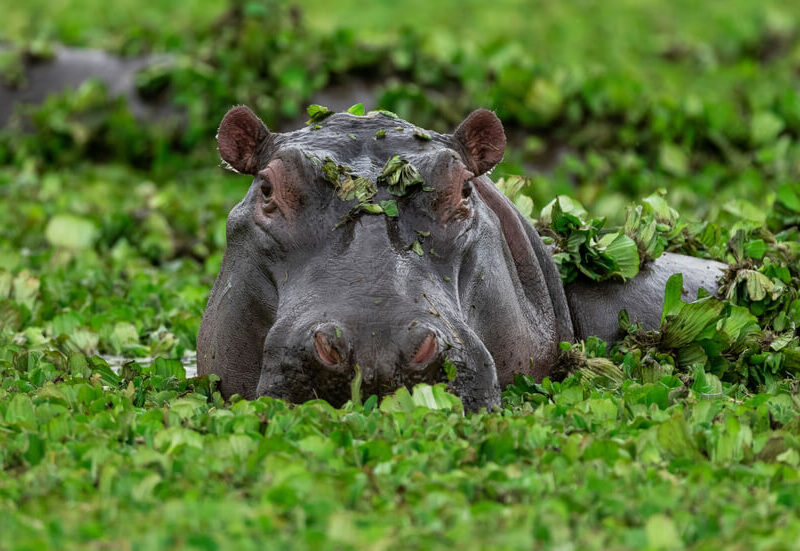Hunting Hippos in Africa