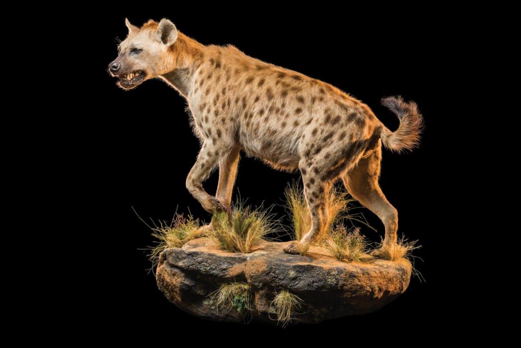 A pedestal skull mount of the hyena is the perfect addition to any game hunting trophy room.