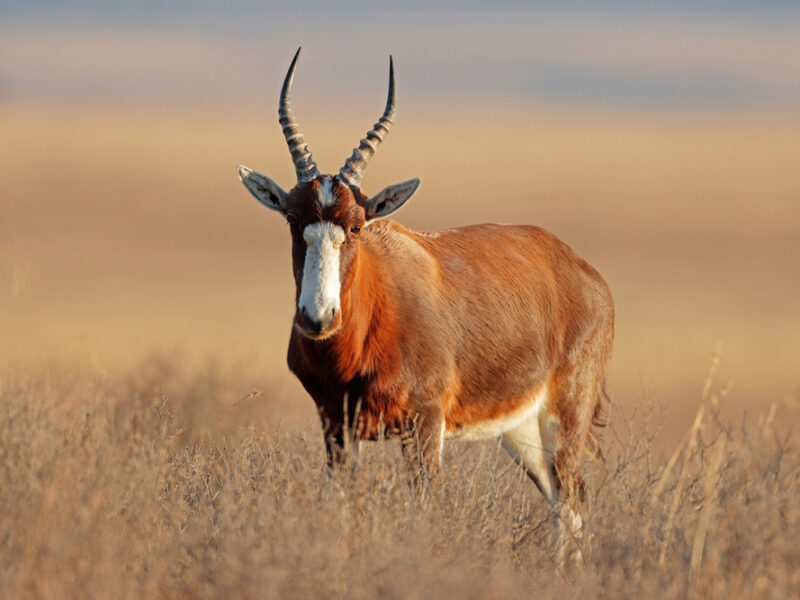 Hunting the blesbok in Africa