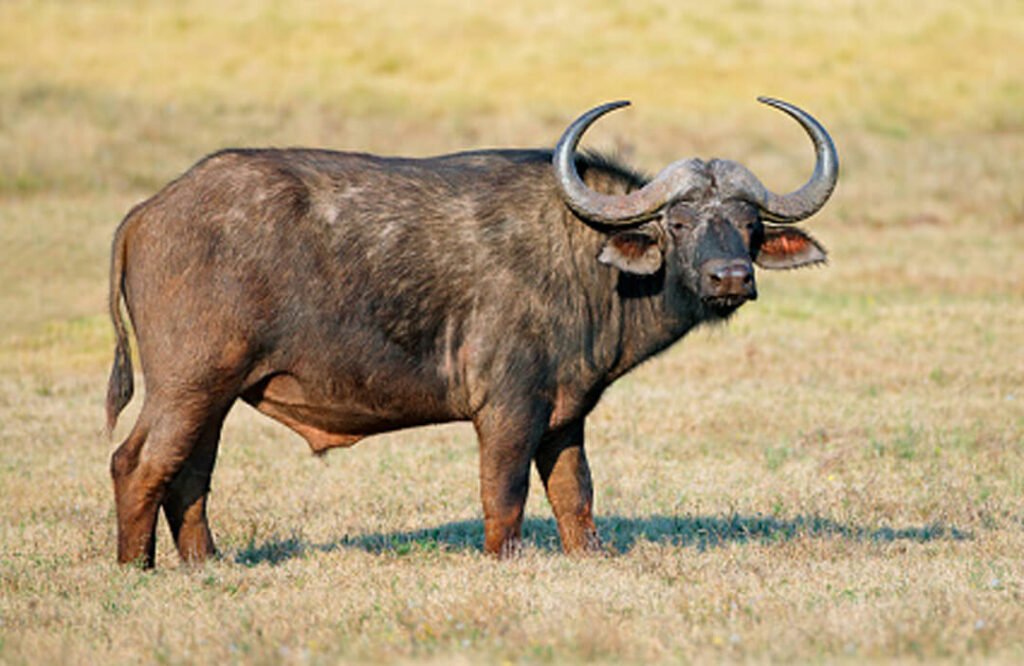 Buffalo Side View