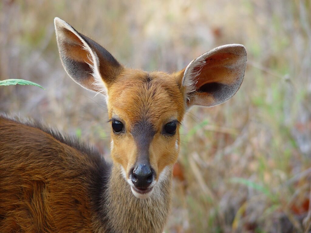 Bushbuck is the smallest species of African plains game and found in many habitats across sub-Saharan Africa.