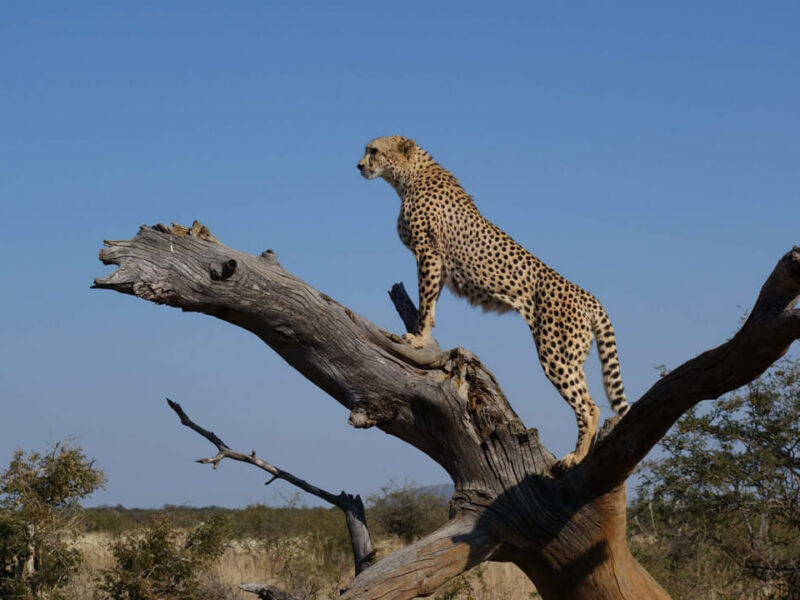 Cheetah hunts in Namibia are renowned for being some of the best game hunting safaris worldwide.