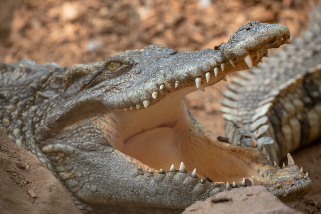 The best time to go crocodile hunting in Mozambique is between May and July