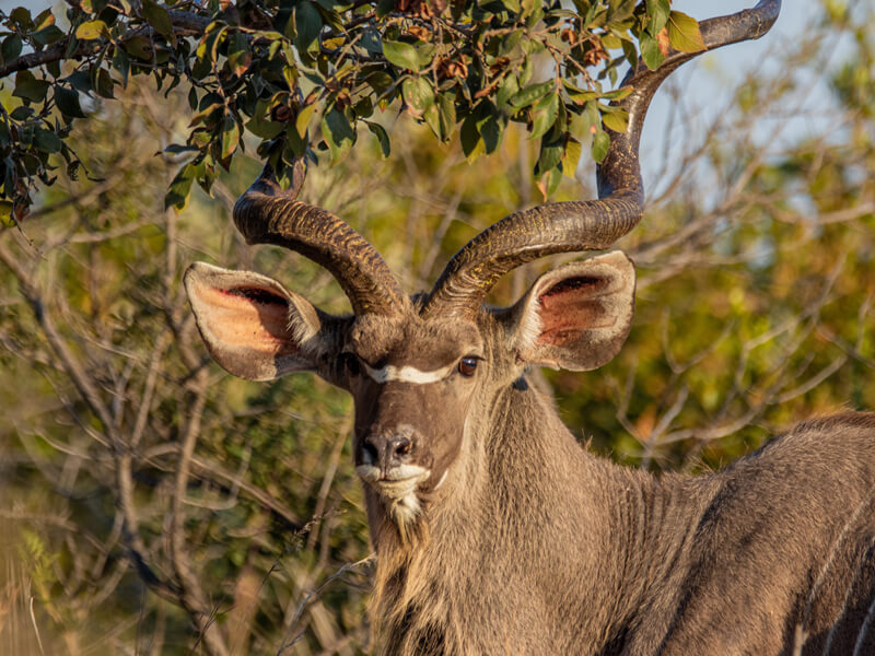 Kudu hunting in Namibia is popular with big game hunting enthusiasts. A well-placed heart or lung shot down the animal.