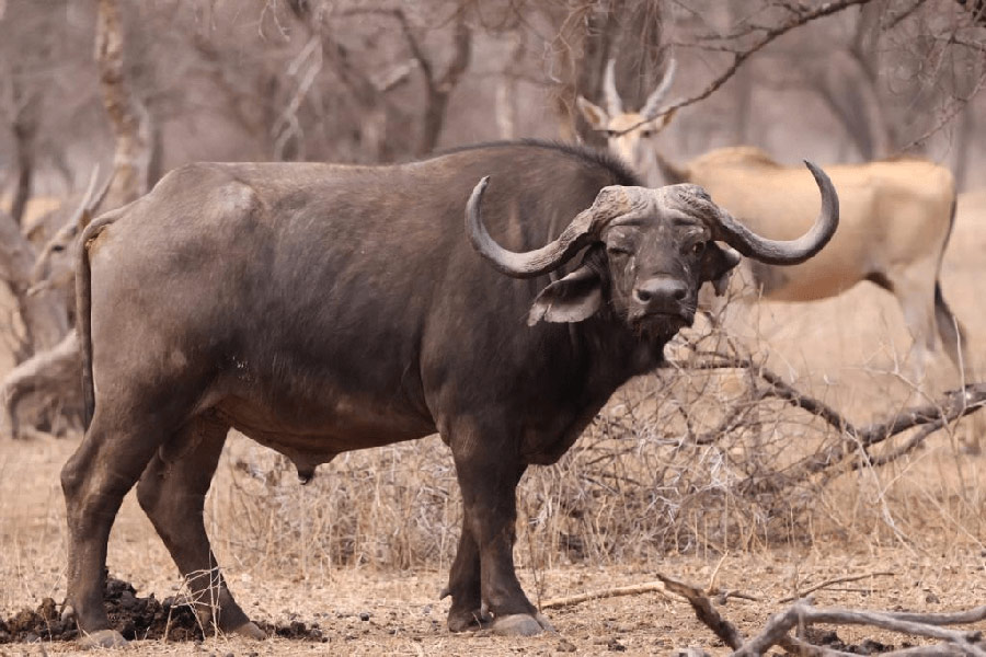Mature Cape Buffalo Bull Young Cape Buffalo Bull