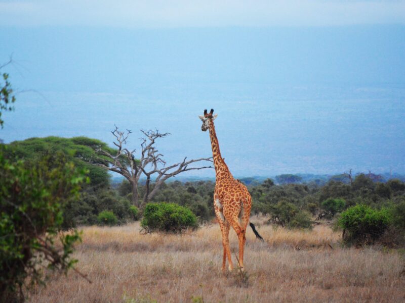 Mozambique's Zinanve National Park is being restocked with African plains game animals, such as giraffes