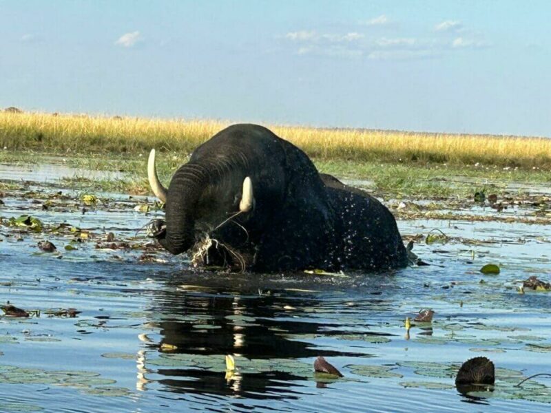 Elephant Hunting in Namibia