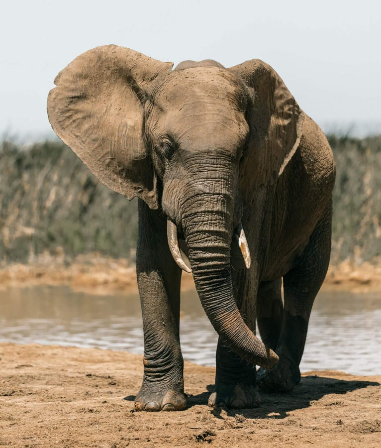 The elephant is a popular choice for hunting safaris in Mozambique.