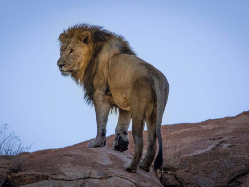 Up close & personal with an African lion