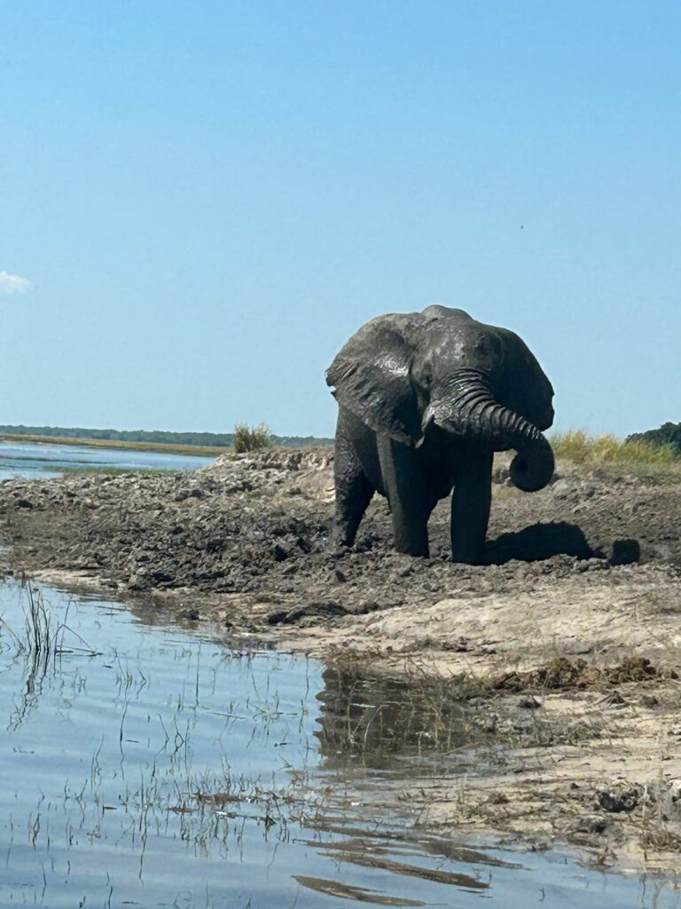 Elephant Hunting in Africa