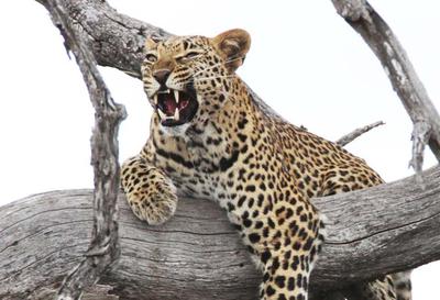 Leopards are cunning, elusive and a sought-after African big 5 trophy.