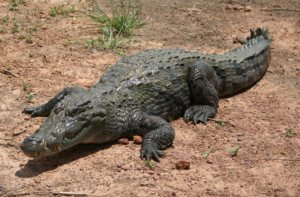 West African crocodiles are on the critically endangered list and cannot be legally hunted in Africa.