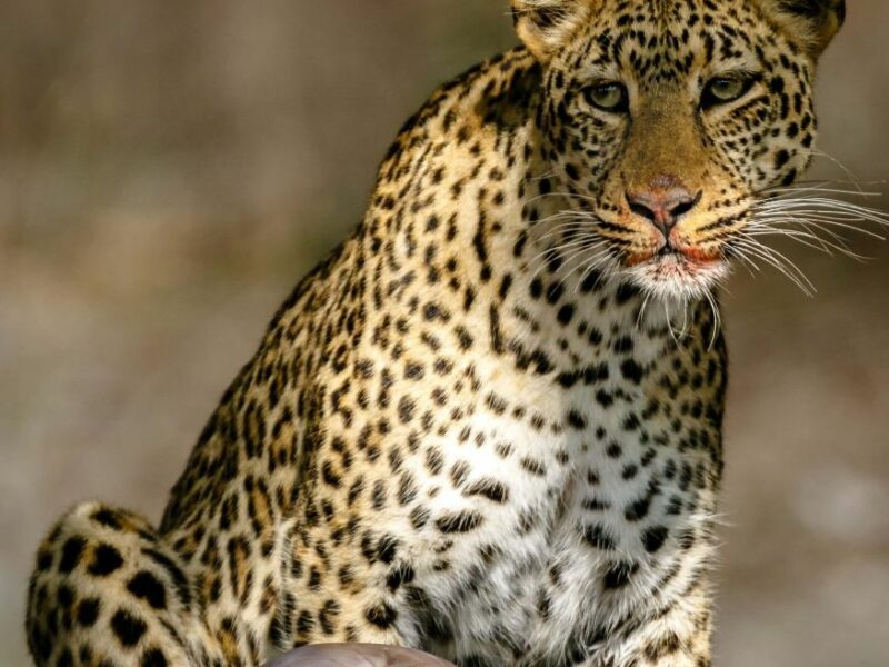 A Leopard seen licking lips over a kill on a leopard hunting safari