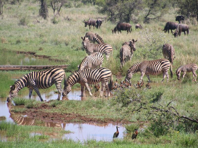 Herd of zebras drinking water at a water hole.