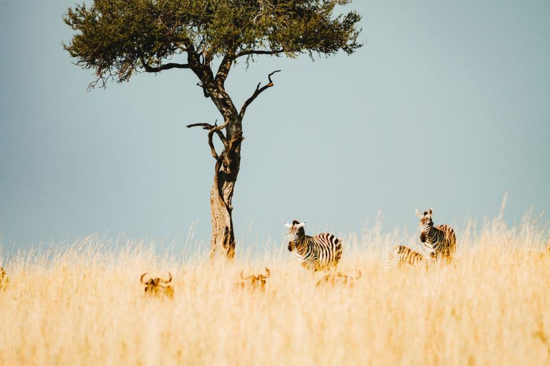 Image of African plains game in the bushveld.