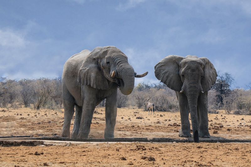 Two elephants standing in front of a watering hole, drinking.