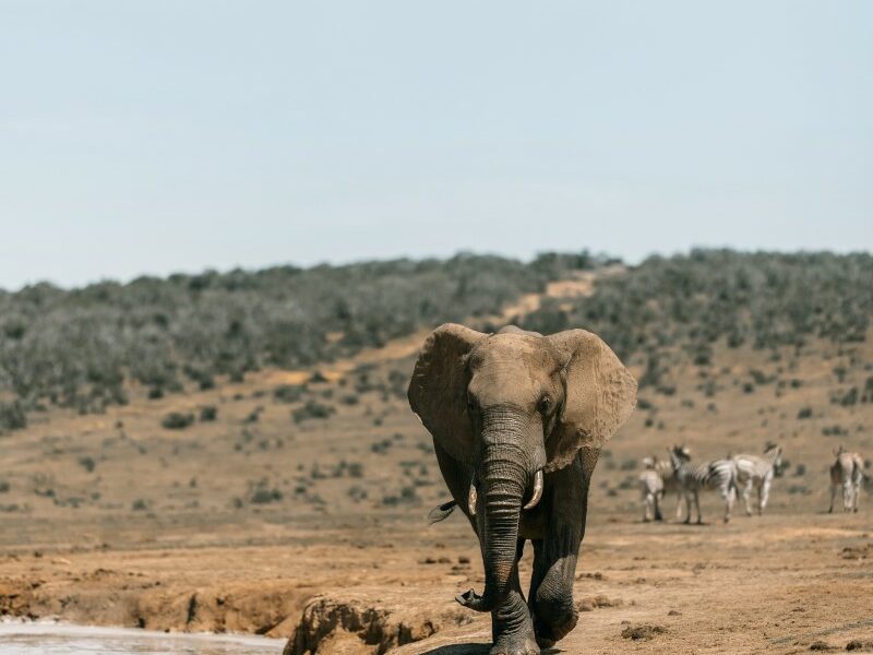Elephant walking along the bank of a river with zebra in the background.