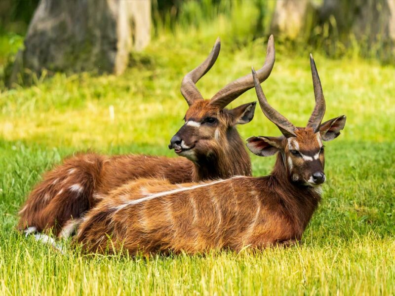 The Sitatunga Medium Antelope