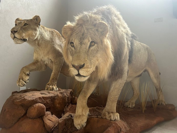lion and lioness mounted in a full body mount styling
