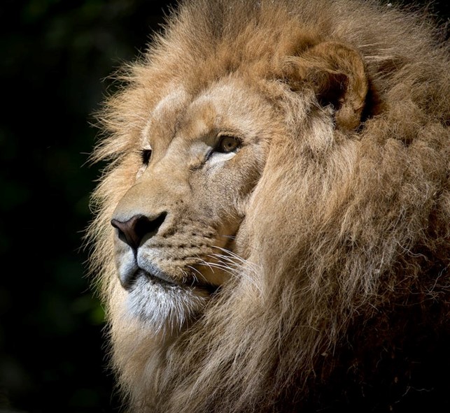 male lion with large mane