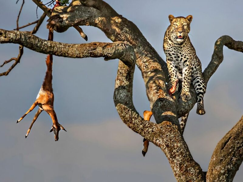leopard in a tree with prey