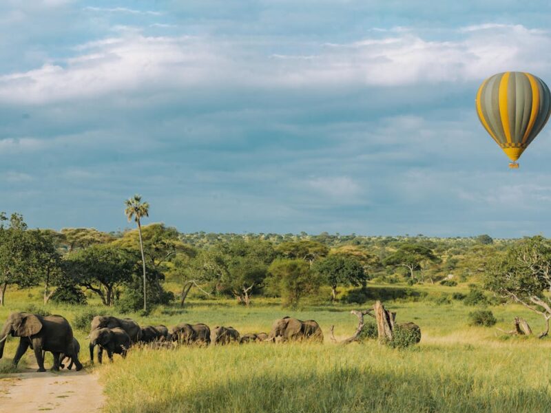 Herd of elephants walking across a field with a hot air balloon in the background