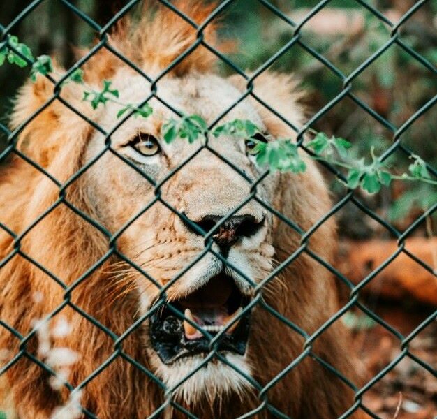 Lion behind a fence