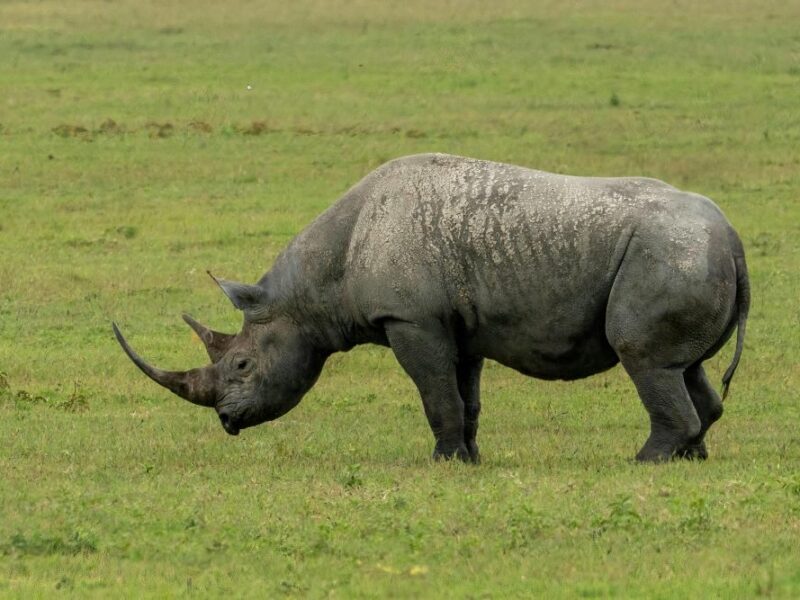 Image of black rhino